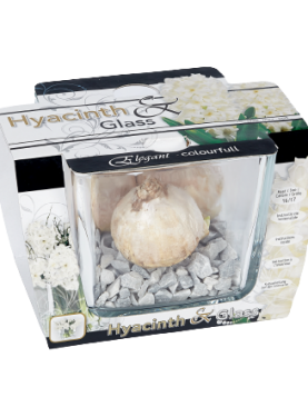 Bulbi zambile albe-White Hyacinthus in vaza cubica de sticla - 3 bulbi