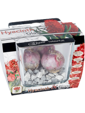 Bulbi zambile rosii-Rood Hyacinthus in vaza cubica de sticla - 3 bulbi