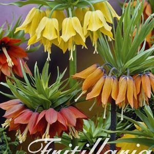 Bulbi Fritillaria Imperialis Mix