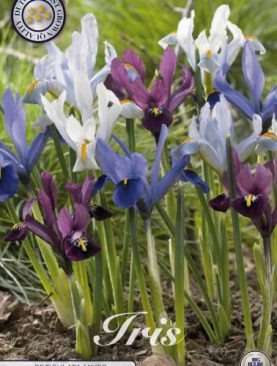 Iris Reticulata Mix - 15 bulbi