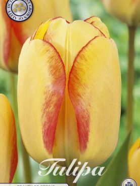Lalea Galbena Beauty of Spring - 10 bulbi