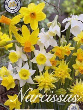 Narcise Botanical Mix Multicolor - 20 bulbi