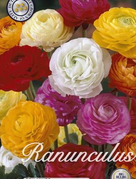 Ranunculus Asiatic Mix - 25 bulbi