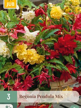 Begonie Curgatoare Mix - 3 bulbi