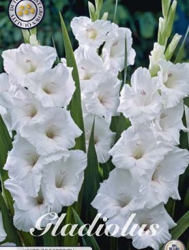 Gladiola Alba White Prosperity - 10 bulbi