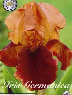 Iris Germanica Natchez Trace - 1 bulb