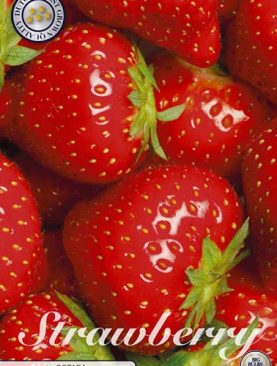 Strawberry Ostara - Stoloni Capsuni - 5 bulbi