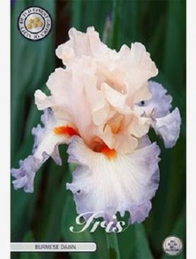 Iris Germanica Burmese Dawn - 1 bulb