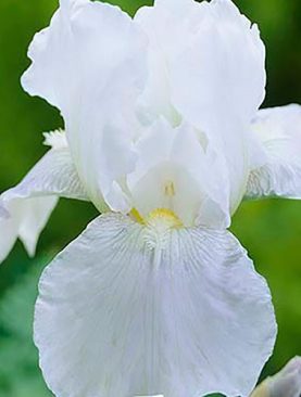 Iris Germanica Immortality - 1 bulb