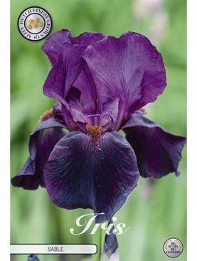 Iris Germanica Sable - 1 bulb